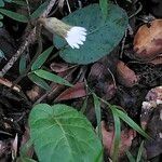 Gerbera cordata Yeri