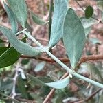 Simmondsia chinensis Φύλλο