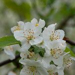 Malus toringo 花