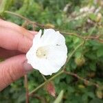 Distimake aegyptius फूल