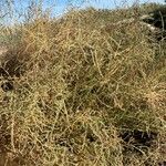 Bassia hyssopifolia 形态