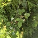 Rubus ursinus ফুল