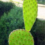 Opuntia rufida Blad