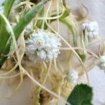 Cuscuta approximata Flower