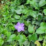 Vinca majorFlower