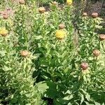 Centaurea macrocephala Habit