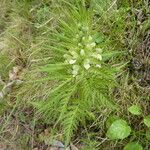 Pedicularis foliosa Kaarna