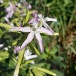 Saponaria officinalisKukka