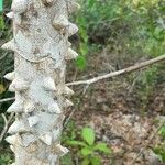 Zanthoxylum caribaeum Rusk