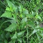 Jaltomata procumbens 整株植物