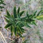 Oenothera drummondii Leaf