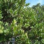 Euclea racemosa List
