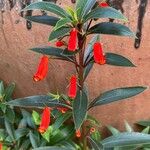 Seemannia sylvatica Flor