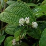 Hyptis atrorubens Flower