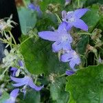 Campanula garganica Blomst