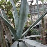 Agave weberi Plante entière