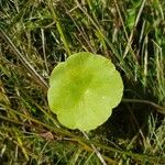 Hydrocotyle vulgarisBlad