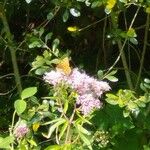 Eupatorium cannabinumFlor