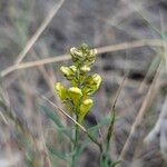 Linaria angustissima Blomst