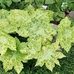 Podophyllum cv. 'Kaleidoscope' Leaf