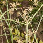 Cyperus longus Corteza
