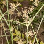 Cyperus longus خشب