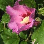 Hibiscus syriacusBloem