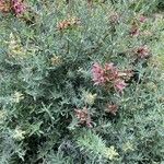Salvia spathacea Habit