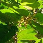 Guazuma ulmifolia 花