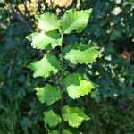 Ulmus minorLeaf