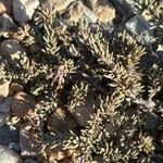 Frankenia corymbosa Hoja