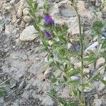 Echium sabulicolaപുഷ്പം