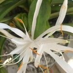Hymenocallis fragrans फूल