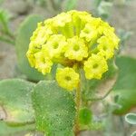 Abronia latifolia Kůra