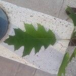 Quercus rubra Folha