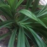 Pandanus amaryllifolius Blad