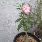 Adenium obesumЛіст