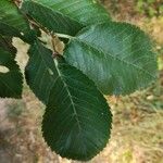 Ulmus minor List