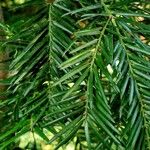 Torreya californica Hoja