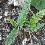 Polystichum lonchitisList