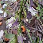 Polygala monspeliaca