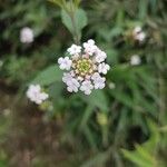 Lantana trifolia Blüte