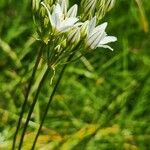 Triteleia hyacinthina Máis