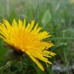 Taraxacum cucullatiforme 花