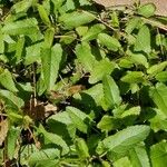 Stachys floridana Blad