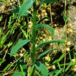 Linum flavum पत्ता