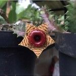 Huernia zebrina പുഷ്പം