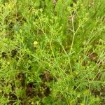 Potentilla intermedia Blad