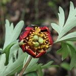 Paeonia californica Flor
