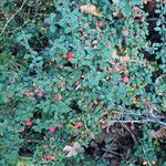 Cotoneaster cochleatus Yeri